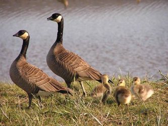 It's All About the Geese, Not the Eggs - Passive Income Assets