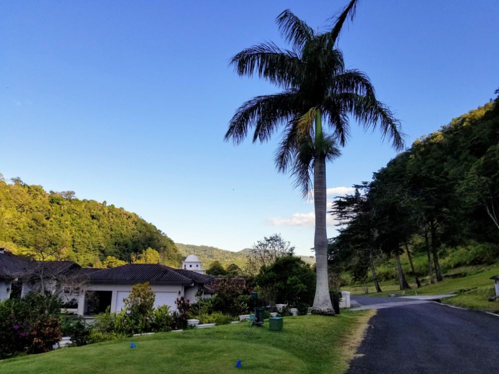 Boquete, Panama in Photos - Palm tree