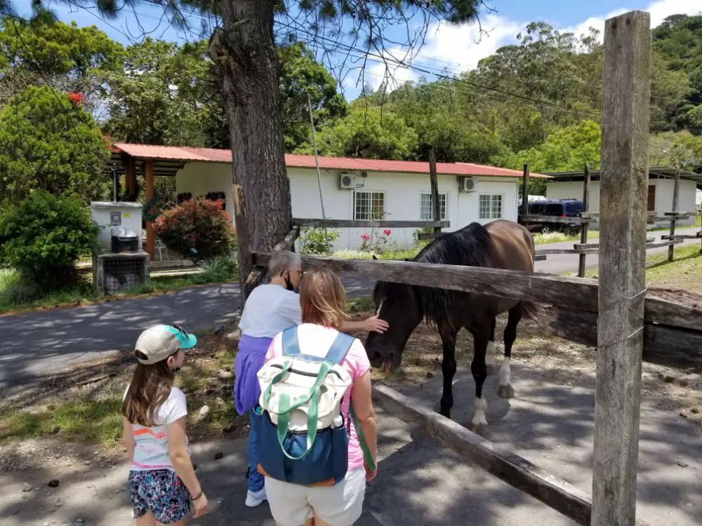 Stopping to see a horse