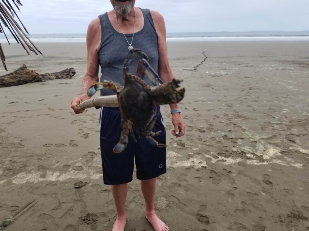 The Beach, a Sloth, and Monkey Lalas... - Las Lajas Beach