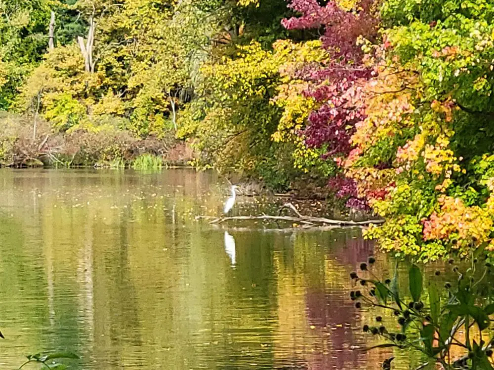It’s Amazing What Being Alone With Your Thoughts on a Walk Can Do for You - Bird