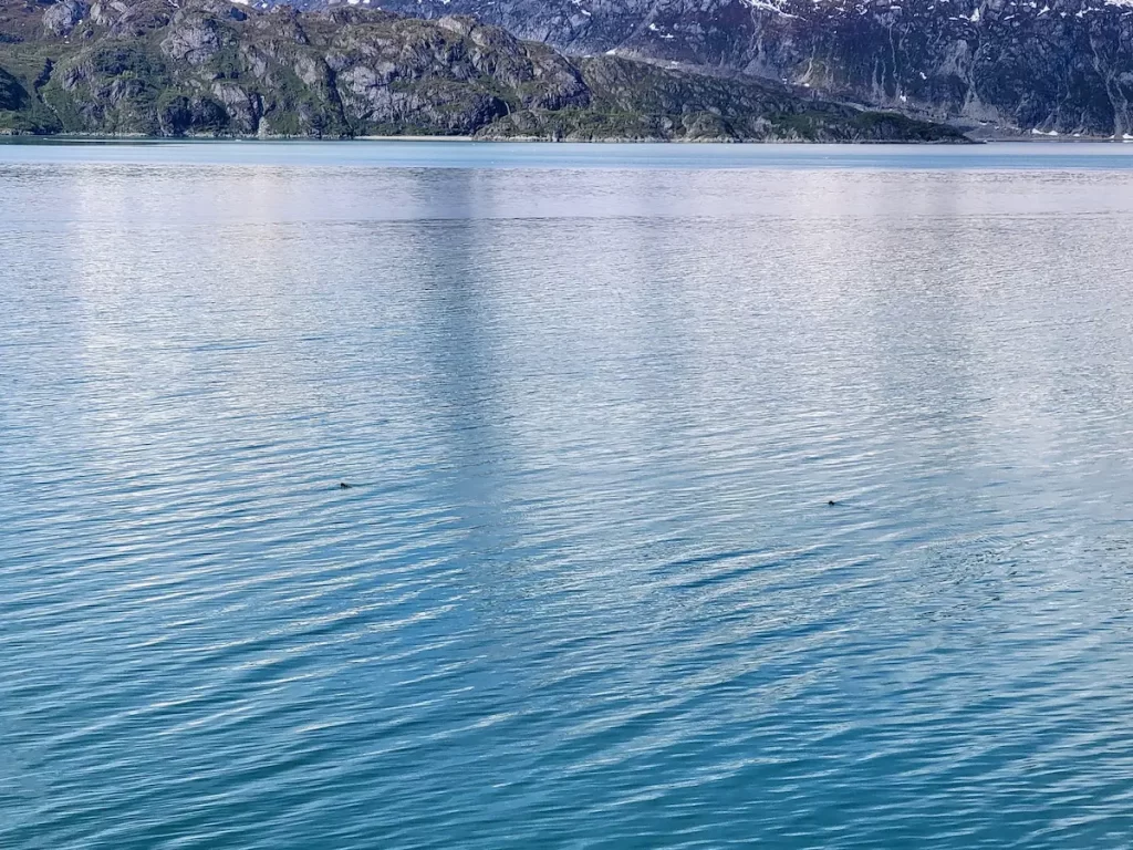 Our Alaska Cruise Was Incredible… But One Thing Left Me Cold - Sea otters