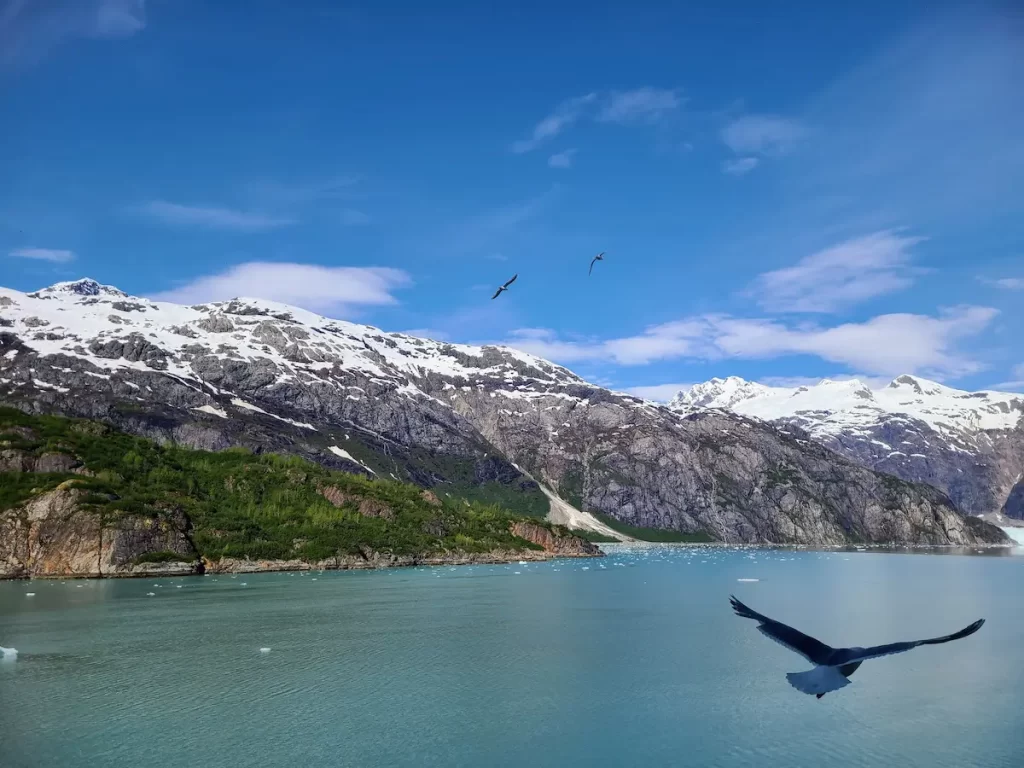 Our Alaska Cruise Was Incredible… But One Thing Left Me Cold - Several birds