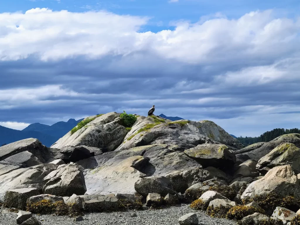 Our Alaska Cruise Was Incredible… But One Thing Left Me Cold - Young bald eagle