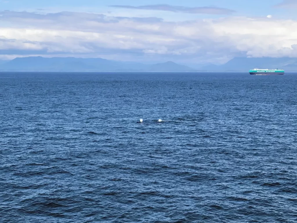 Our Alaska Cruise Was Incredible… But One Thing Left Me Cold - Humpback whale spouts