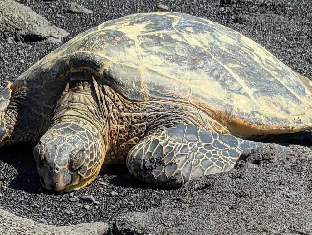 Our Fantastic 2-Week Hawaii Vacation... Would I Go Back Though? - Punalu’u Black Sand Beach - Hawaiian green sea turtles
