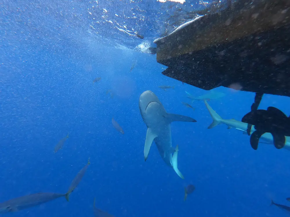 Our Fantastic 2-Week Hawaii Vacation... Would I Go Back Though? - Shark Cage Diving