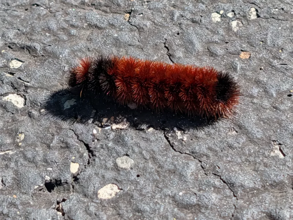 Woolly bear