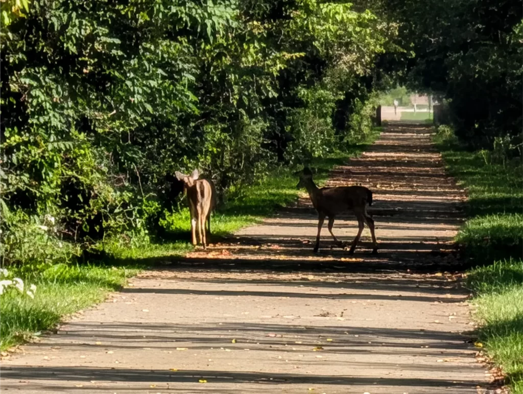 Deer