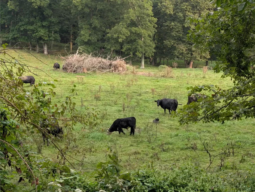 Cows