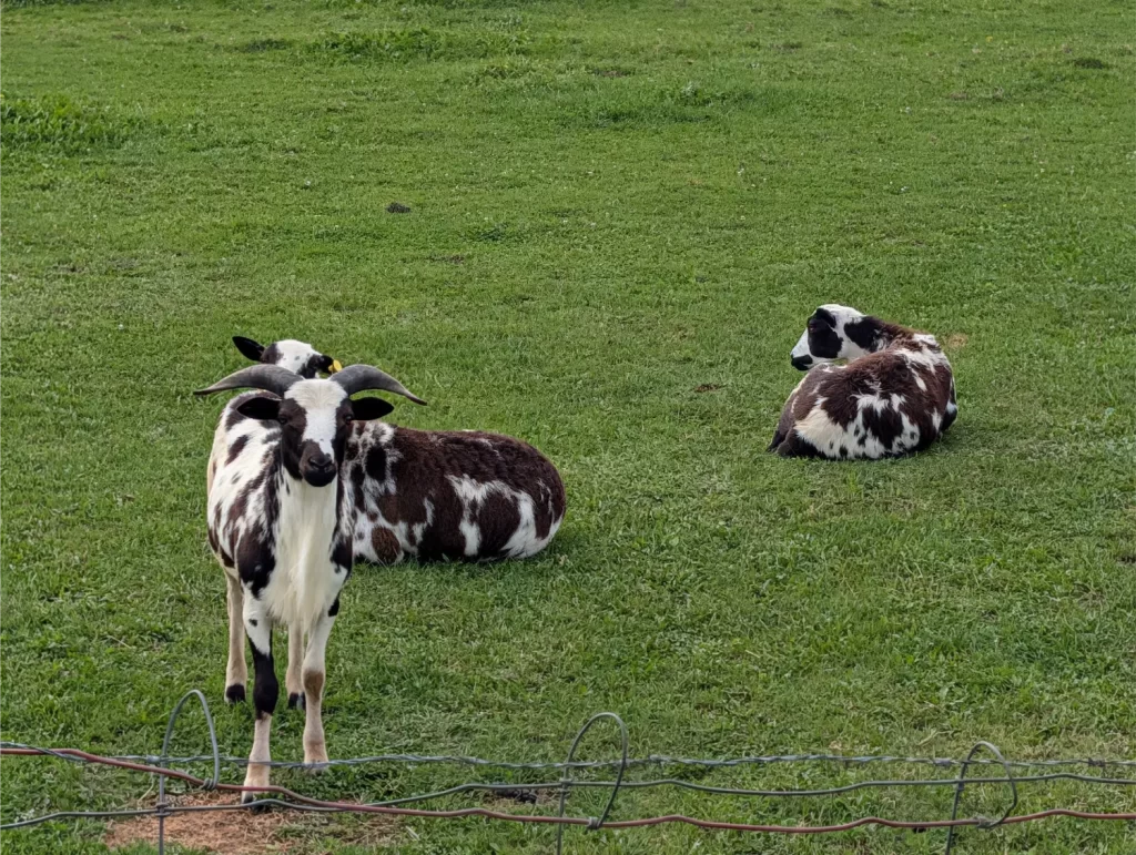 Goats