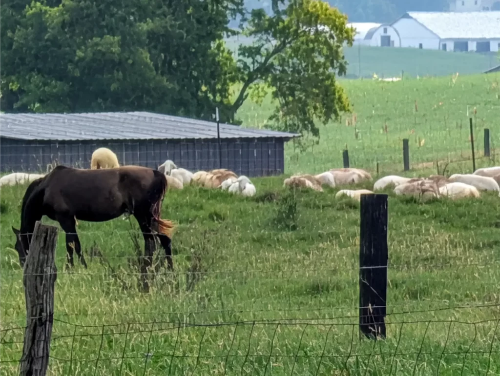 Horse and sheep