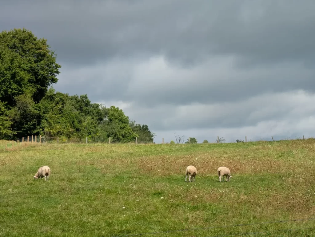 Sheep