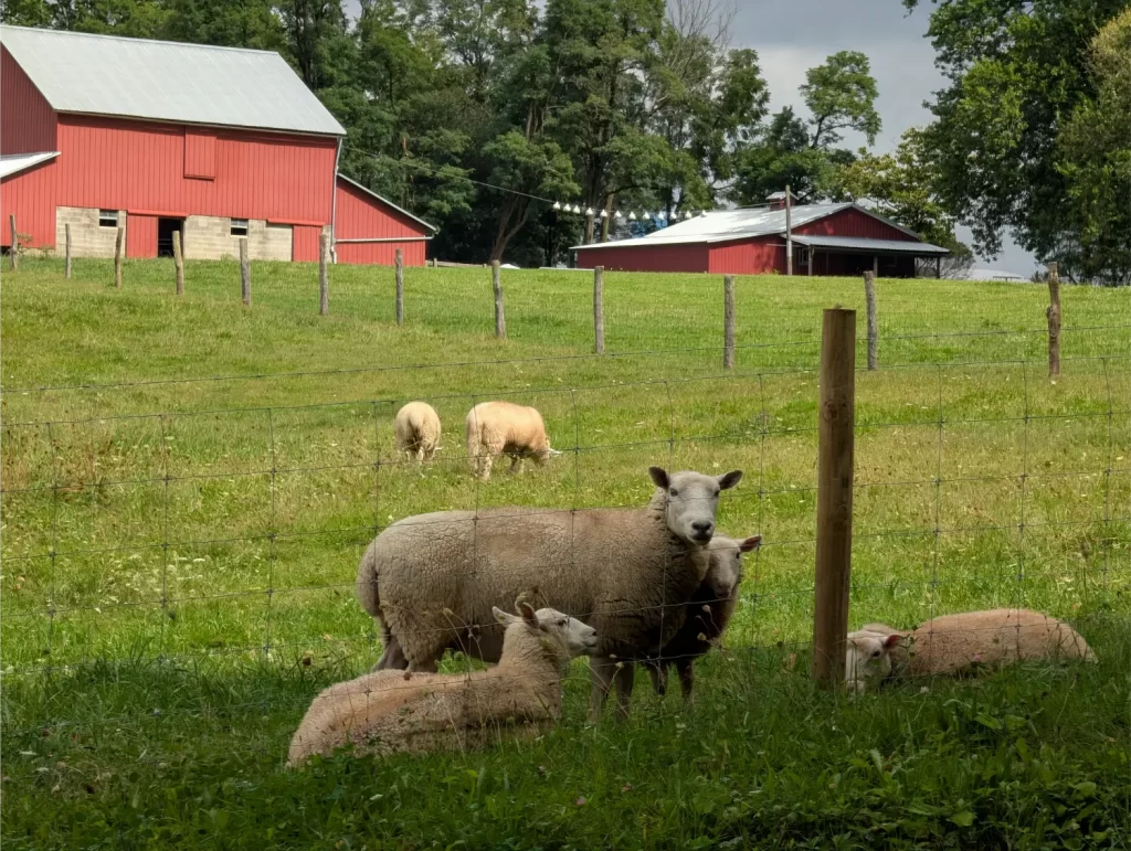 Sheep