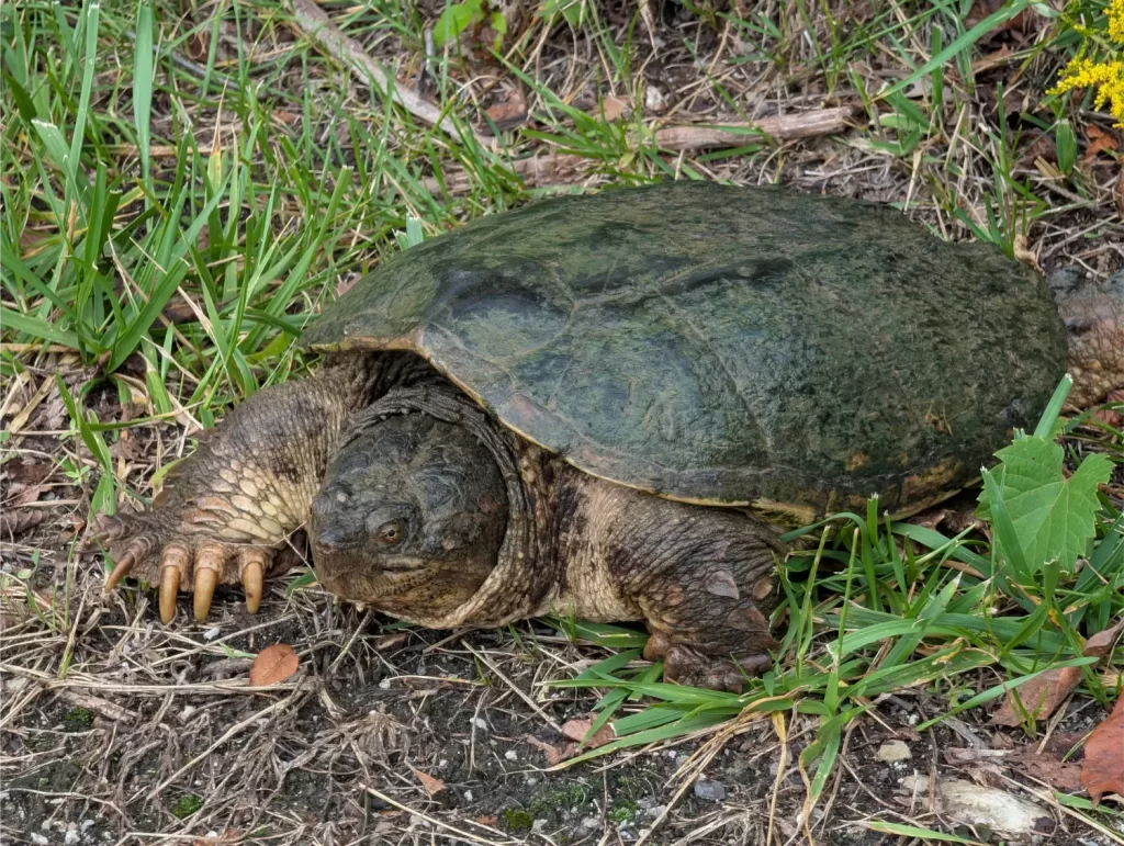 Turtle