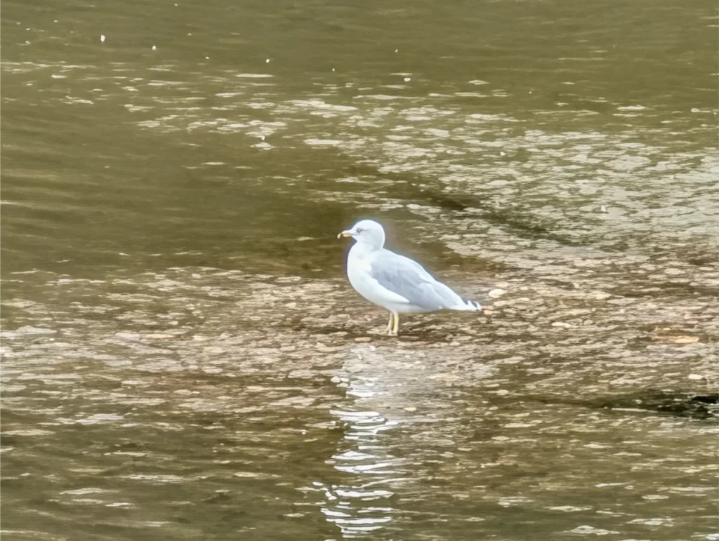 Gull