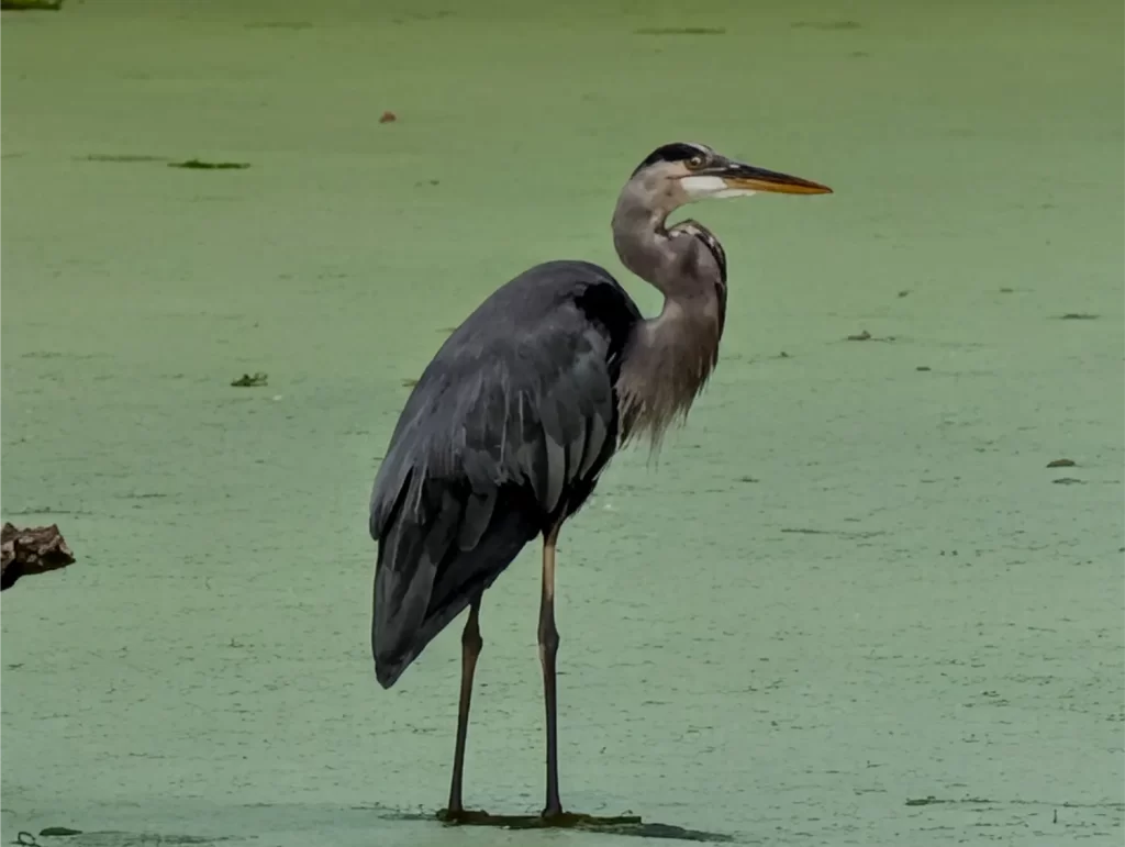 Heron