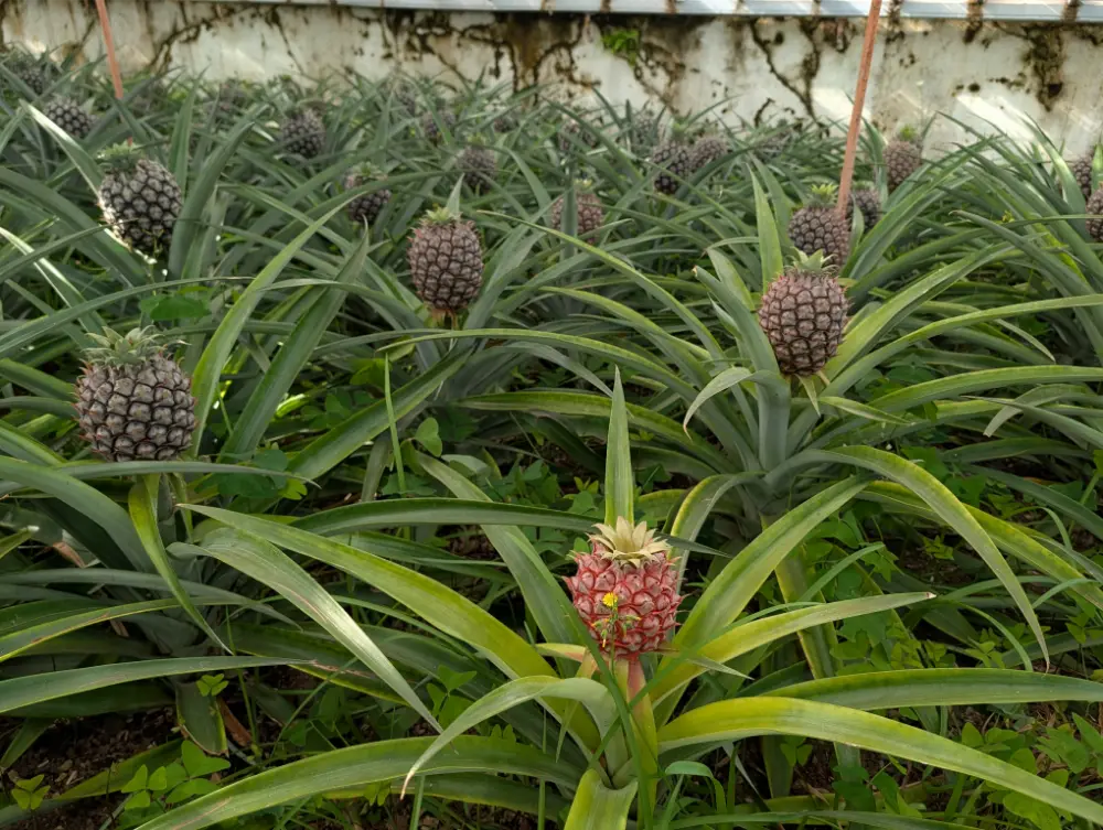 38-Day Europe Trip - Ponta Delgada (The Azores), Portugal - Pineapples at Plantação Ananases A Arruda