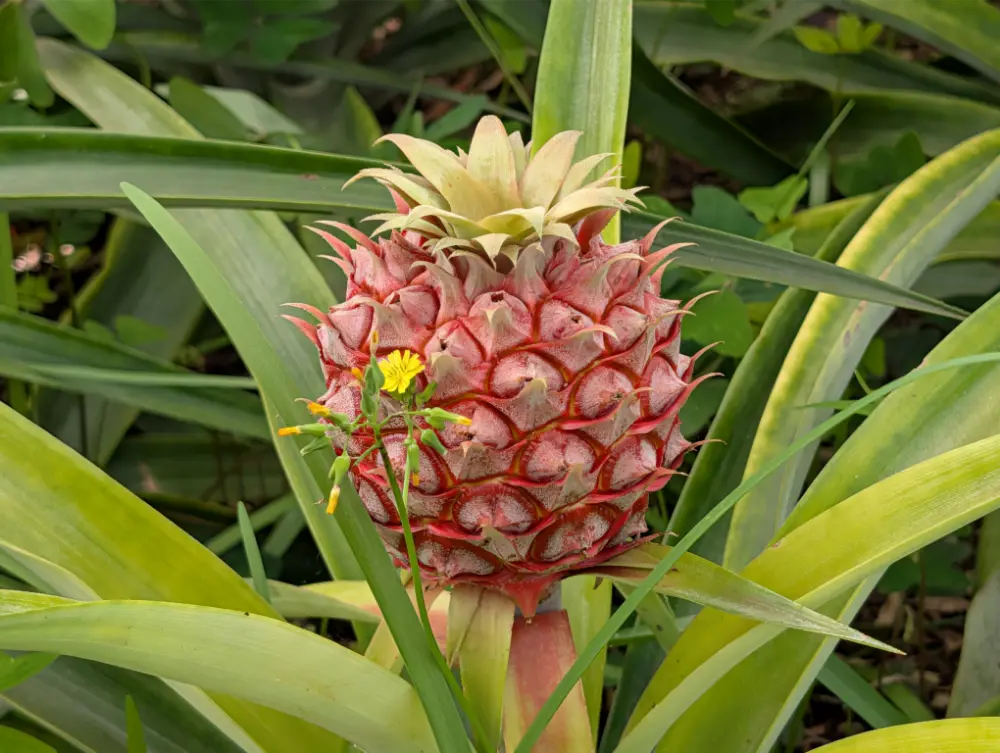 38-Day Europe Trip - Ponta Delgada (The Azores), Portugal - Pineapple at Plantação Ananases A Arruda