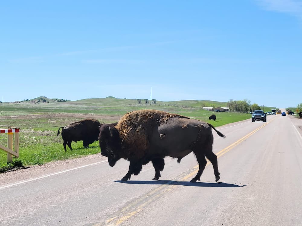 Bison in the road