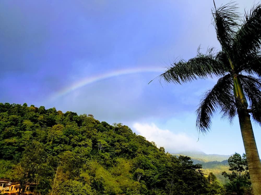 Boquete, Panama - Rainbow and Palm Tree