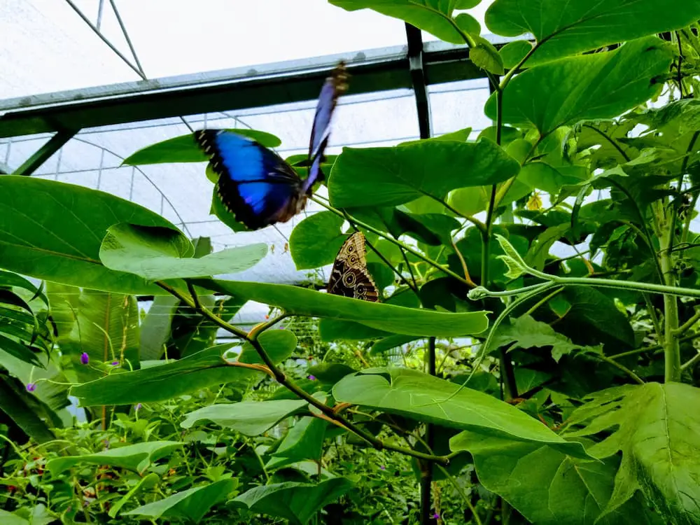 Fun Activities We Did in Panama - Boquete Bees and Butterflies