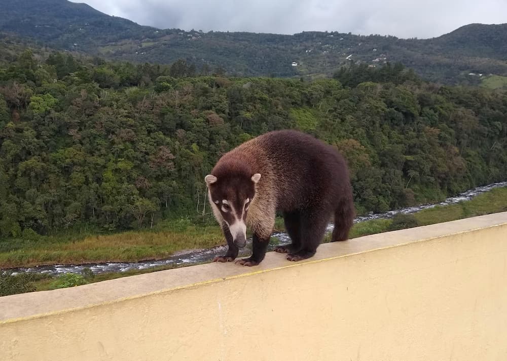 What's It REALLY Like to Live in a Foreign Country? - Coatimundi at the Boquete Welcome Center