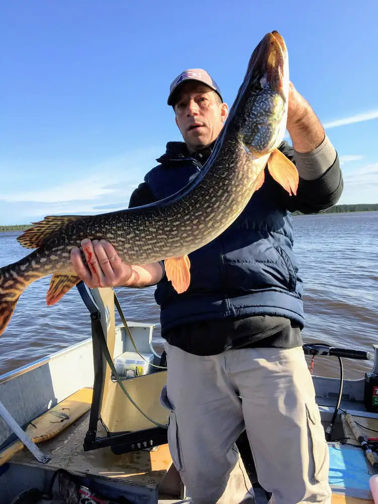 Stepping Out of My Comfort Zone Led to an 8-Night Fishing Trip of a Lifetime in Canada - Dennis' 37" pike