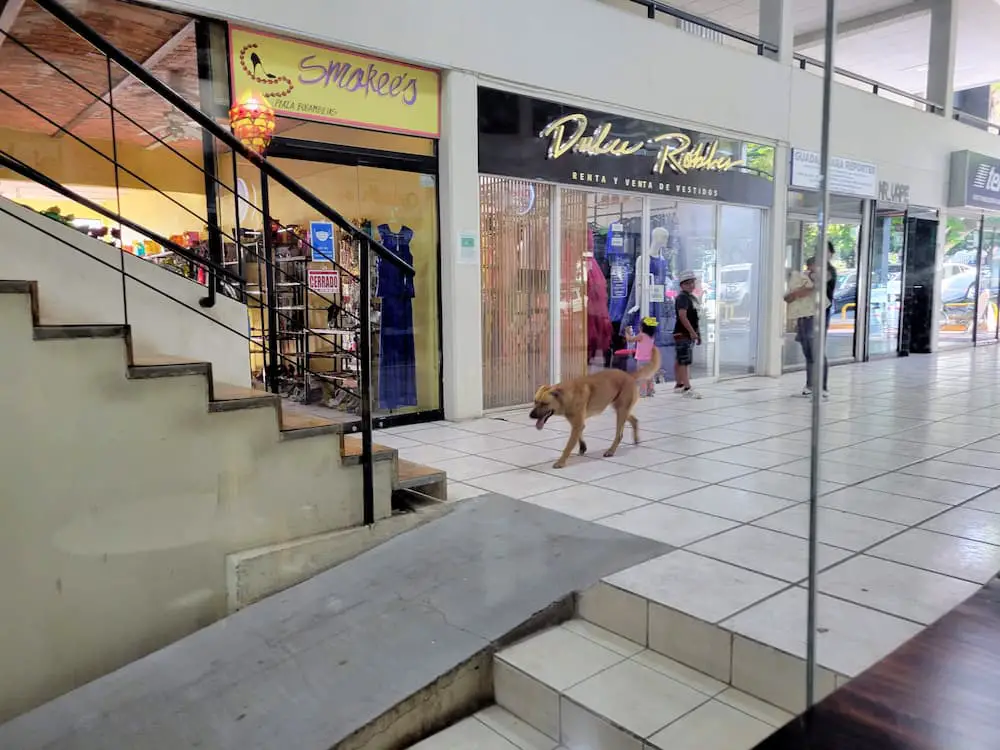 Boquete, Panama vs Ajijic, Mexico… Which Is the Better Place To Live? - Dog in the Ajijic Plaza
