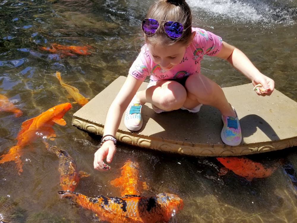 Faith feeding the koi fish in Valle Escondido in Boquete, Paname