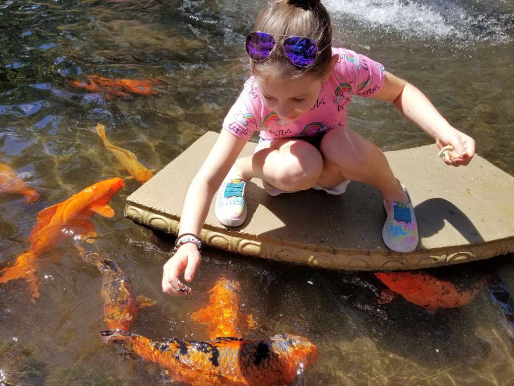 Faith feeding the Koi fish