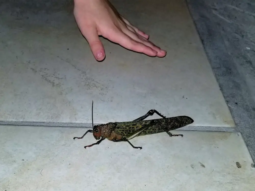 10 Reasons Not to Live in Panama - Monster-sized grasshopper