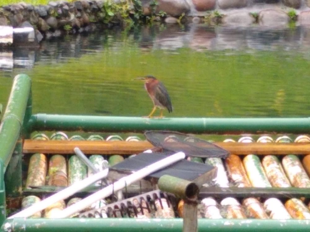 We Decided Not To Move Back Home to the U.S. Yet! - Green heron