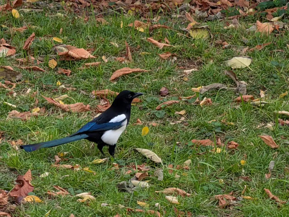38-Day Europe Trip - Madrid, Spain - Parque del Retiro - Black-billed Magpies