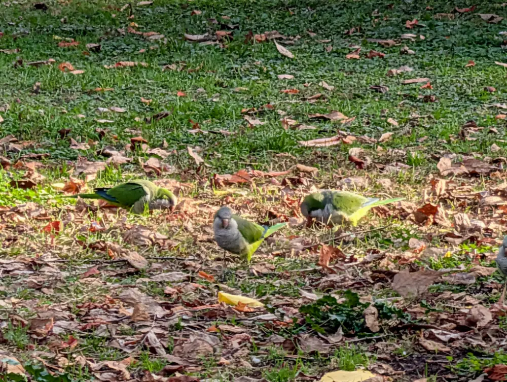 38-Day Europe Trip - Madrid, Spain - Parque del Retiro - Parakeets