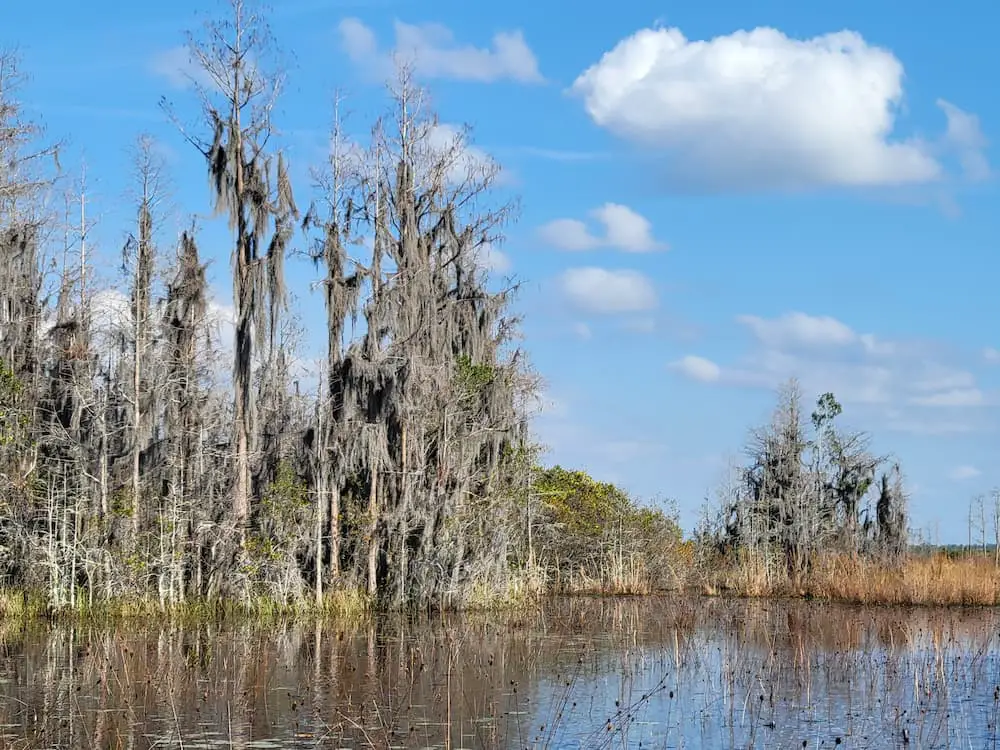 Our RV Trip Was Quickly Becoming a Florida Flop… Until We Shifted Gears - Okefenokee Swamp