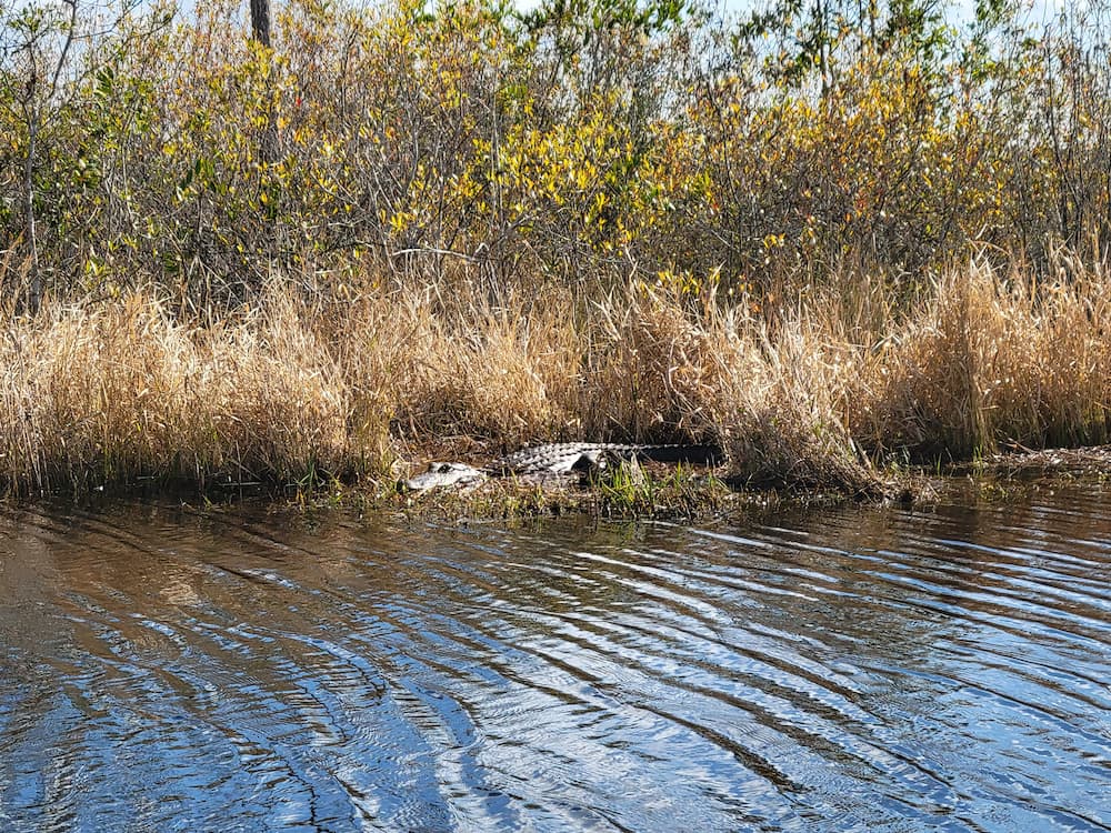 Our RV Trip Was Quickly Becoming a Florida Flop… Until We Shifted Gears - Okefenokee Swamp alligator