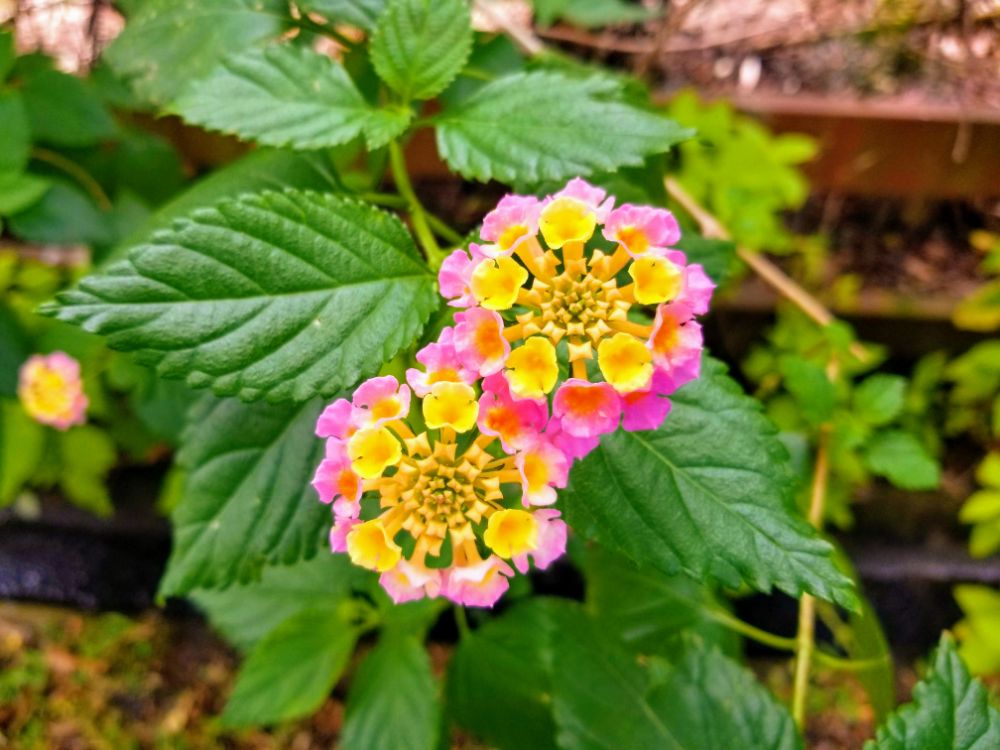 We Decided Not To Move Back Home to the U.S. Yet! - Pink and yellow flowers