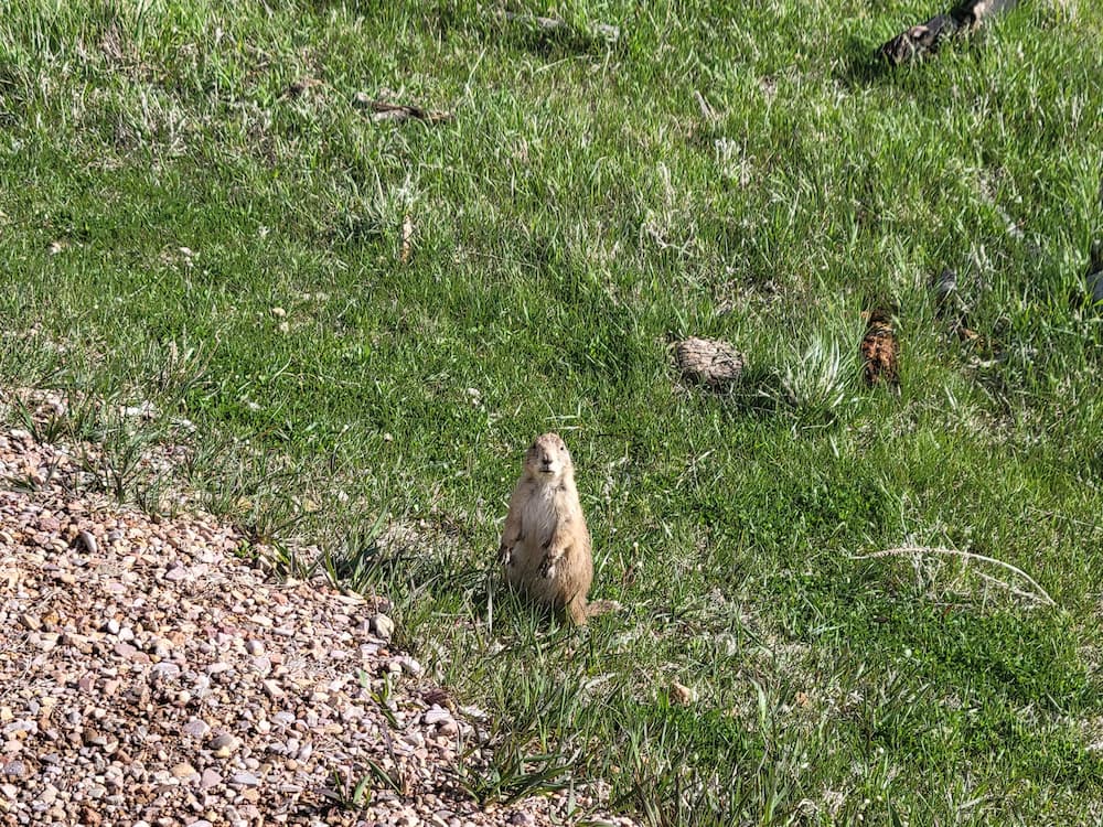 Prairie dog