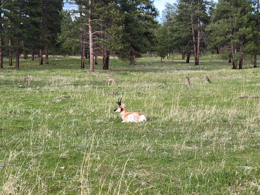 Pronghorn antelope