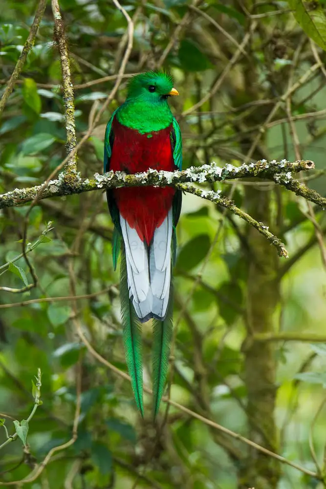 Resplendent Quetzal