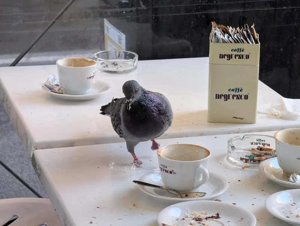 38-Day Europe Trip - Pigeon on a table at a cafe in Rome