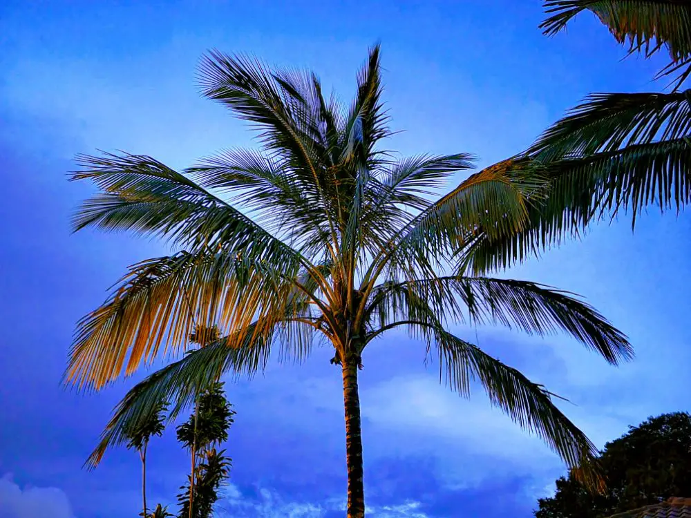 A Month-Long Vacation in Boquete, Panama: What I Loved… and What I Didn’t - A Palm Tree at Show Pony Beach Resort at Las Lajas