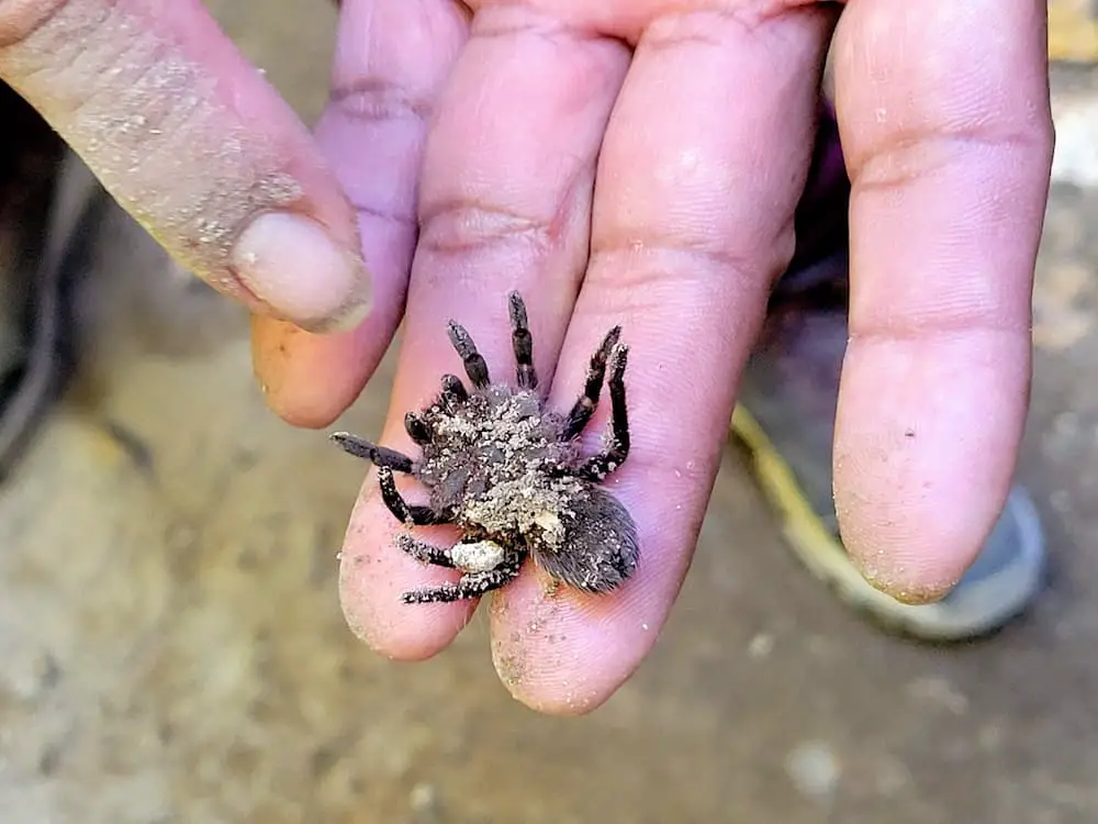 Baby Tarantula